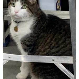 Lost Cat Pickles