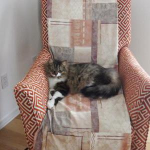 Image of Rupert, Lost Cat
