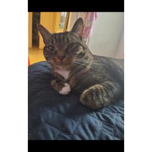 Lost Cat Charlwee