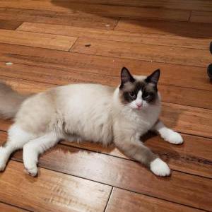 Lost Cat Snowy