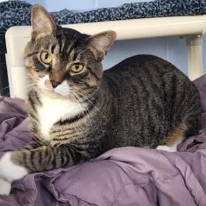 Lost Cat Teddy