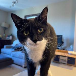 Lost Cat Socks