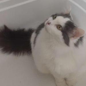 Lost Cat Bully