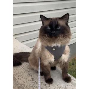 Lost Cat Yoshi
