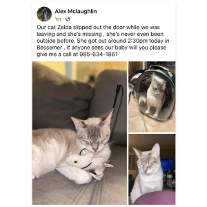 Lost Cat Zelda