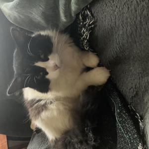 Lost Cat Cutie