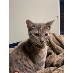 Lost Cat Nala