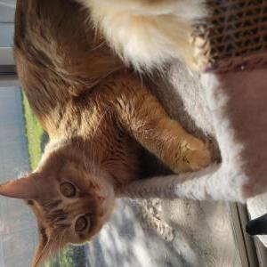 Lost Cat Simba