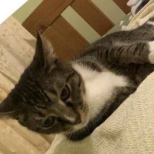 Lost Cat Chaos