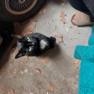 Found Cat Unknown