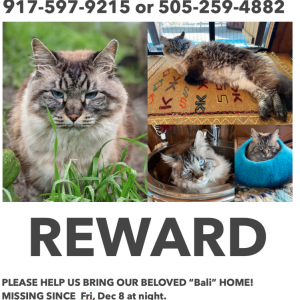 Image of Bali, Lost Cat