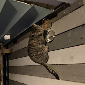 Found Cat Friendly stray found