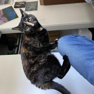 Lost Cat Hazel