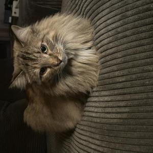 Lost Cat Luna