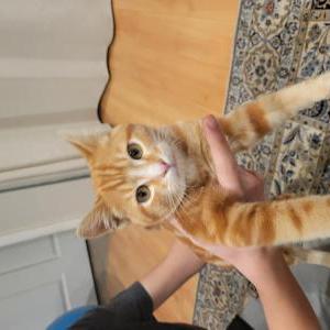 Found Cat Unknown