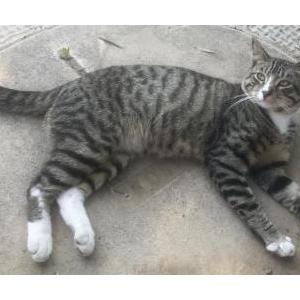 Lost Cat Harvey