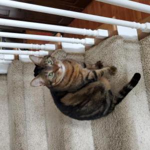 Lost Cat Dag
