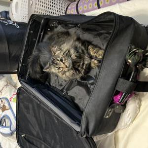 Lost Cat Sophie