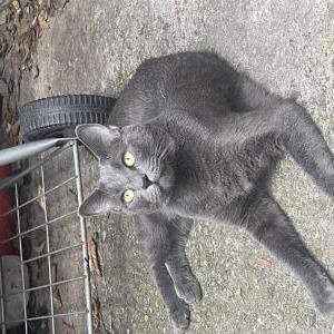 Lost Cat Smokie