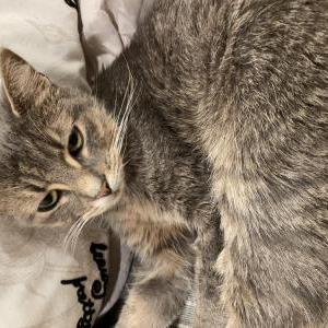 Lost Cat Gdacie