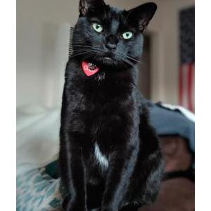Image of Cleo/Cleopatra, Lost Cat