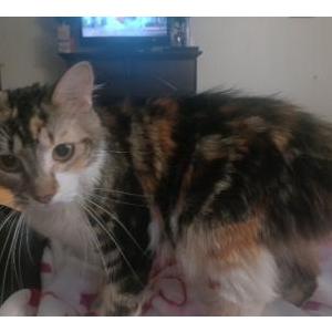 Lost Cat Kanao