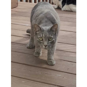 Image of Rudy, Lost Cat