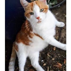 Lost Cat Jack