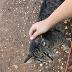 Lost Cat Gary