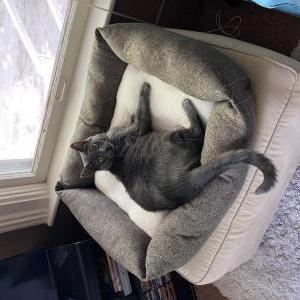 Lost Cat Georgie