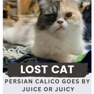 Lost Cat juicy