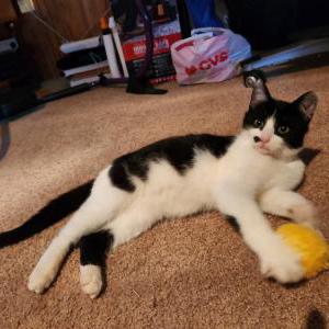 Found Cat Unknown