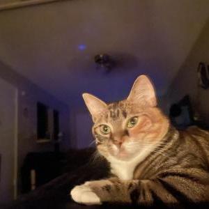 Lost Cat Clementine