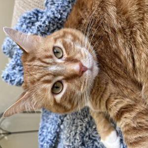Lost Cat Atticus