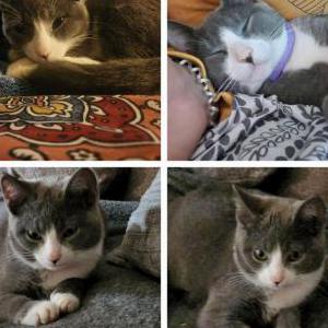 Lost Cat Lilly