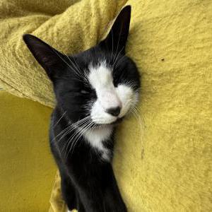 Found Cat Unknown