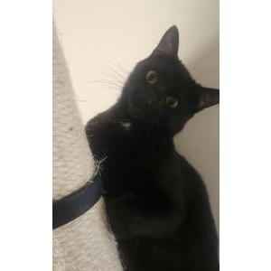 Lost Cat Bumbo