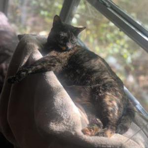 Lost Cat Luna