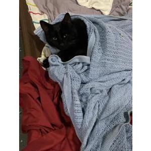 Found Cat no name