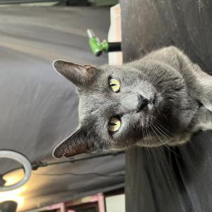 Lost Cat Apollo