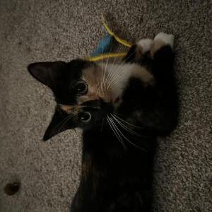 Found Cat Stray