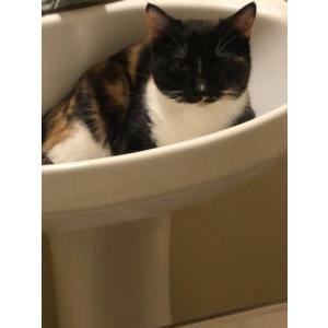 Lost Cat Luna