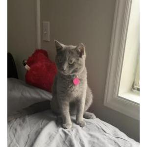 Lost Cat Tobey