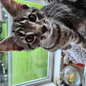 Lost Cat Mister