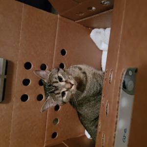 Lost Cat Madonna
