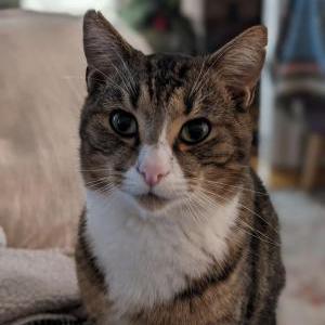 Found Cat Unknown