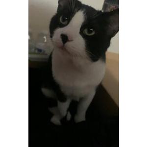 Lost Cat Peter