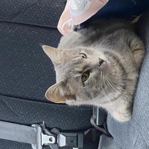 Found Cat unknowns