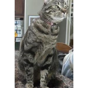 Lost Cat Mick