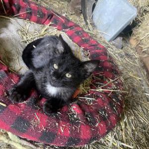 Lost Cat Baby boy